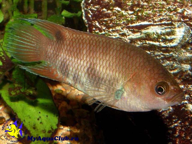�������� ���������� (Belontia signata)
