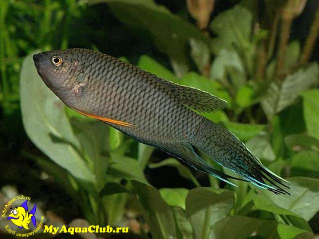 �������� ������ (Macropodus concolor)