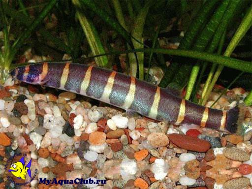 �������������� ������� (Pangio myersi, Acanthophthalmus myersi)