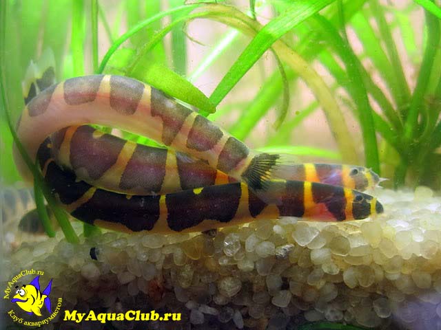 �������������� �������������� (Acanthophthalmus semicinctus, Pangio semicincta)