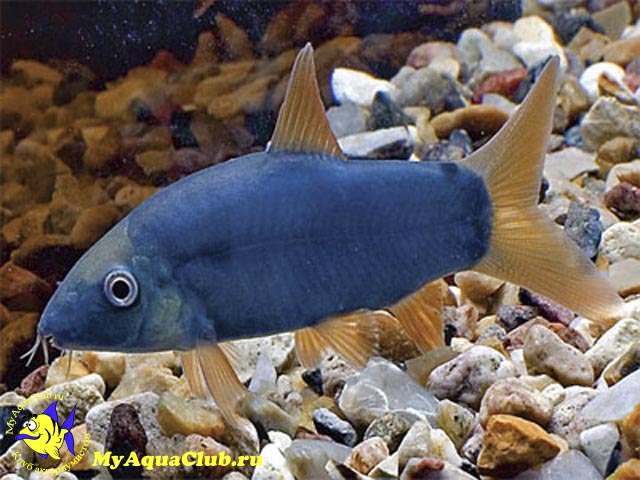 ����� ������� (Yasuhikotakia modesta)