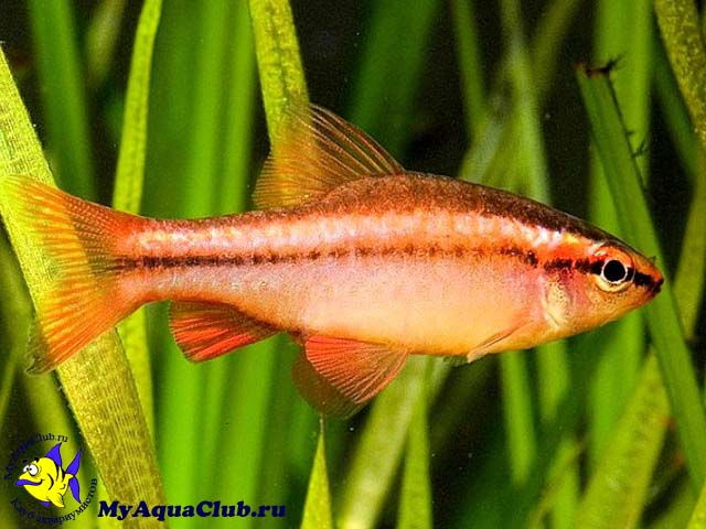 ������ �������� (Barbus titteya)