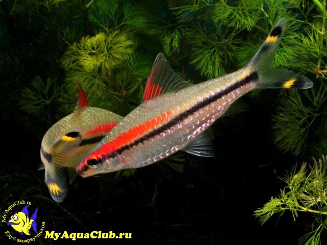 ������ �������� (Puntius denisonii)