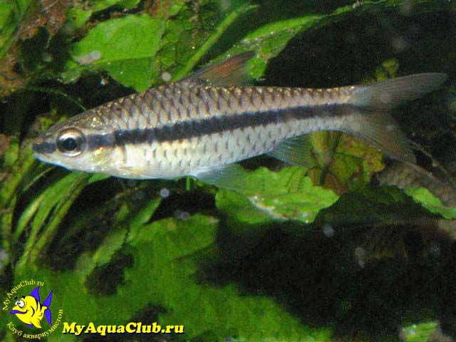 ������ ������������� (Barbus holotaenia)