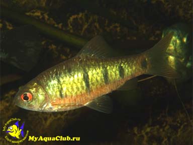 ������ ������� (Barbus semifasciolatus)