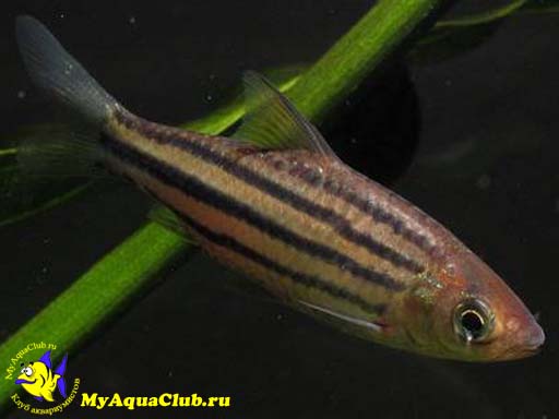 ������ �������� ��� ������ ��������������� (Barbus lineatus)