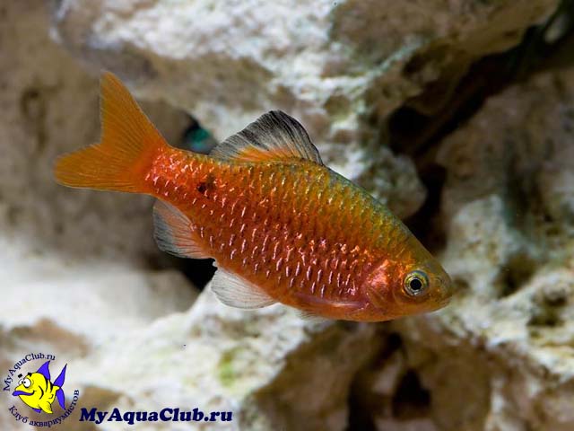 ������ �������� (Barbus conchonius)