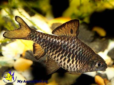 ������ ���������� ��� ��������� ���� (Barbus oligolepis)