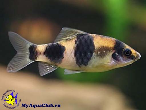 ������ ����� (Barbus fasciatus)