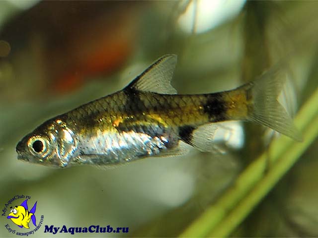 ������ ��������� (Barbus gelius)