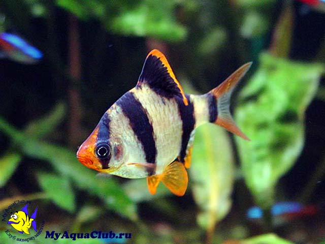������ ������������ (Barbus tetrazona)