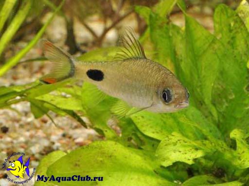 ������ ������������ (Barbus filamentosus)