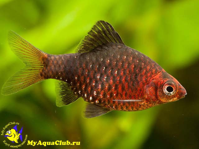 ������ ������ (Barbus nigrofasciatus)