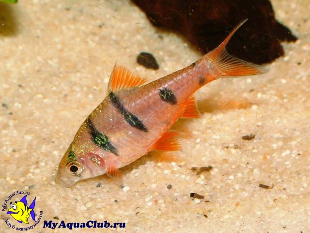 ������ �������� ��� ������ ����� (Barbus everetti)
