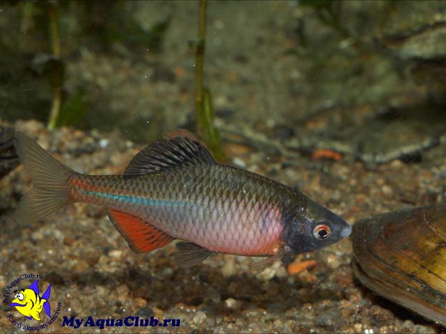 ������ ������������ (Rhodeus sericeus amarus)