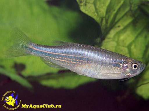 ����� ������� ��� ����� ����� (Brachydanio kerri, Blue Danio)