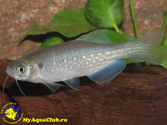 ����� ������� (Danio dangila)