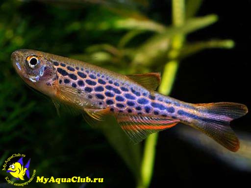 ����� ����������� (Brachydanio frankei)