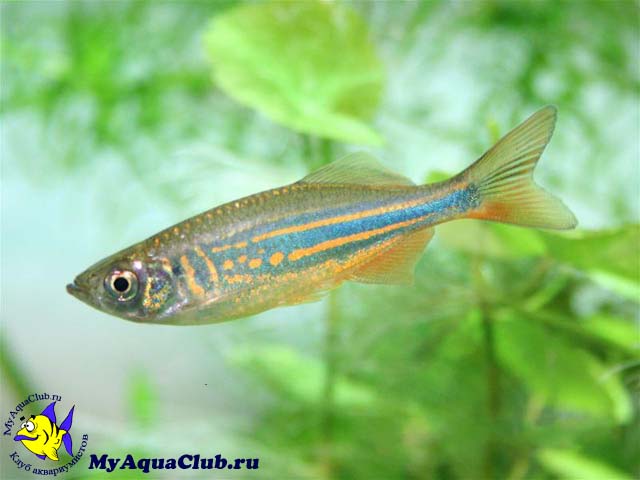 ����� ����������� ��� ����� ������� (Danio aequipinnatus)