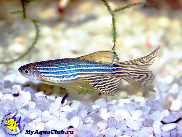 ����� ����� (Brachydanio rerio)