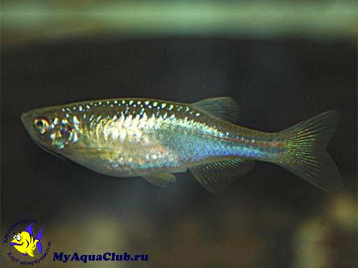 ����� ������� ��� ��������� ����� (Pearl danio)