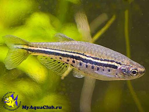 ����� �������� ��� ����� ������������� (Danio nigrofasciatus)