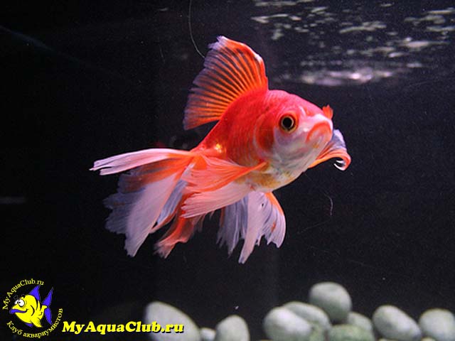 ������� ����� (Carassius auratus)
