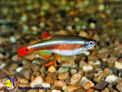 �������� (Tanichthys albonubes)