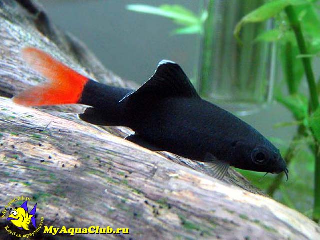 ����� ����������� (Labeo bicolor)