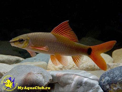 ����� ������� (Labeo frenatus)