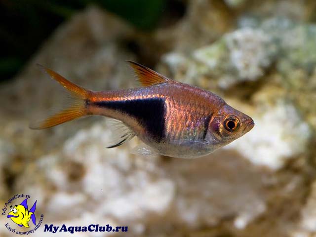 ������� �������������� ��� ������� ����������� (Rasbora heteromorpha, Trigonostigma heteromorpha)