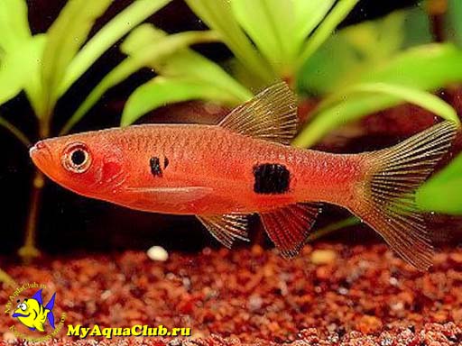 ������� ����� (Rasbora kalochroma)