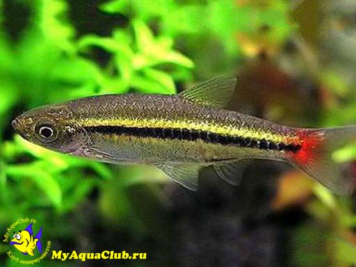 ������� ������������� (Rasbora borapetensis)
