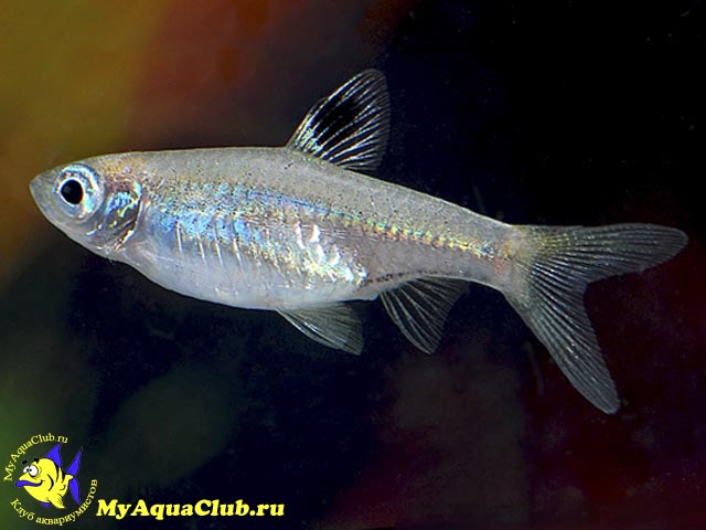 ������� ��������������� (Rasbora dorsiocellata)