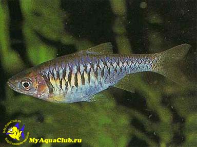 ������� �������� (Rasbora reticulata)