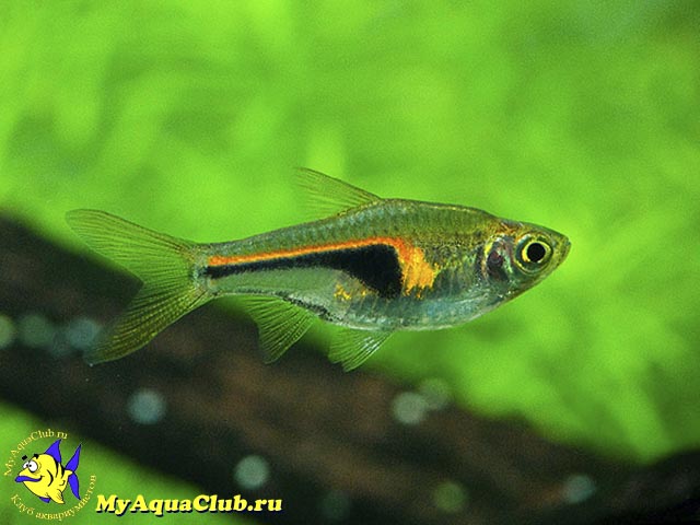 ������� ������� (Rasbora hengeli)