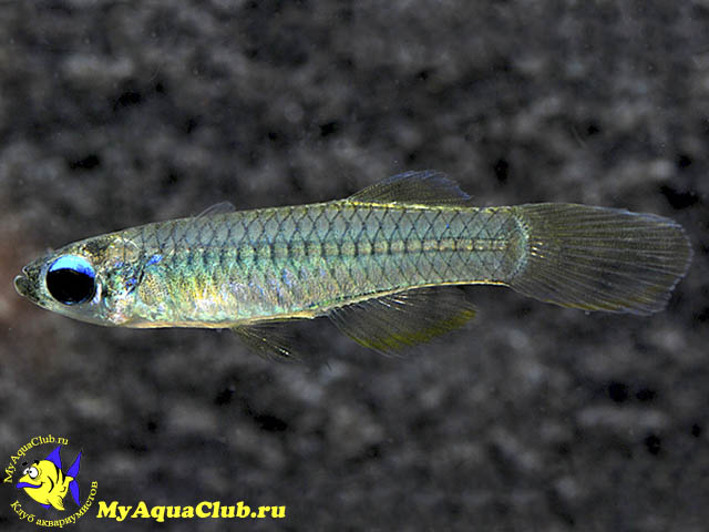 ������������� �������, ���������� (Aplocheilichthys normani)
