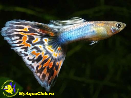 ����� (Poecilia reticulata ��� Lebistes reticulata)