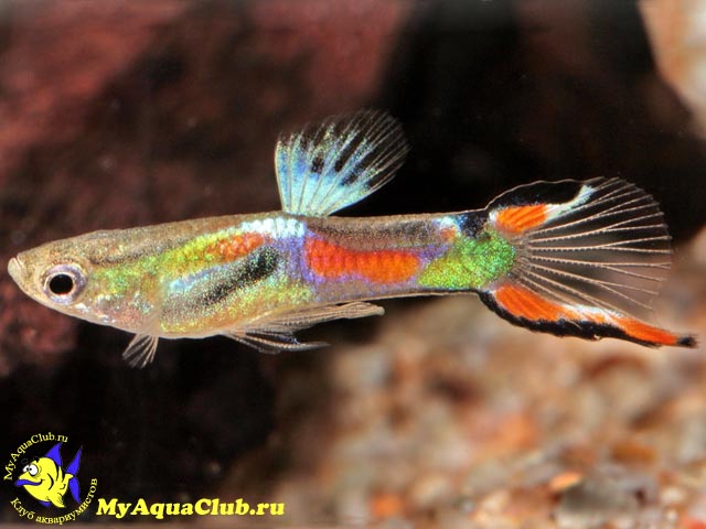 ����� ������� (Poecilia wingei)