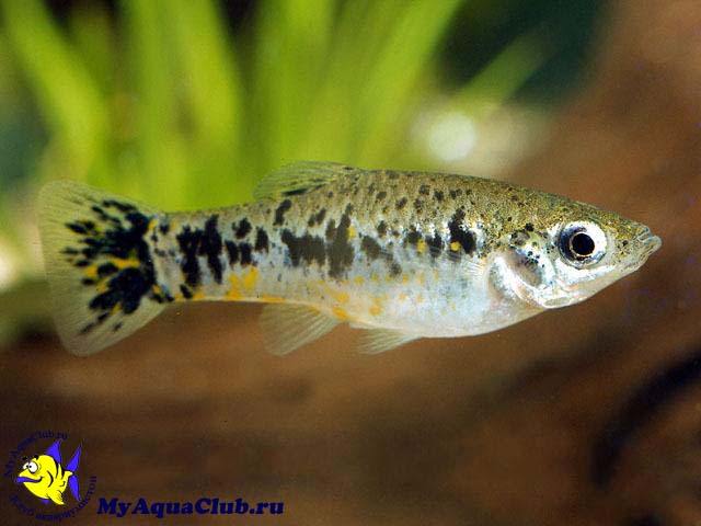 ����� (�������) ��������� ��� ��������� ����� (Limia (Poecilia) vittata)