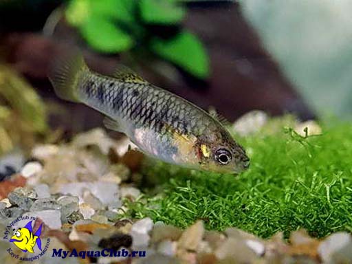 ����� ������������ (Poecilia nigrofasciata, Limia)
