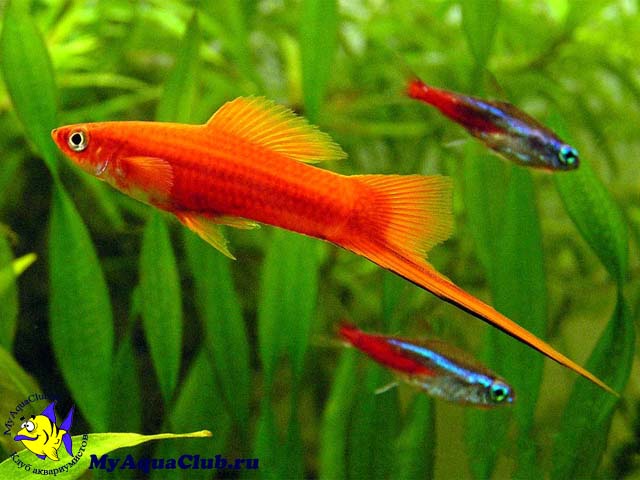 ��������� (Xiphophorus helleri)