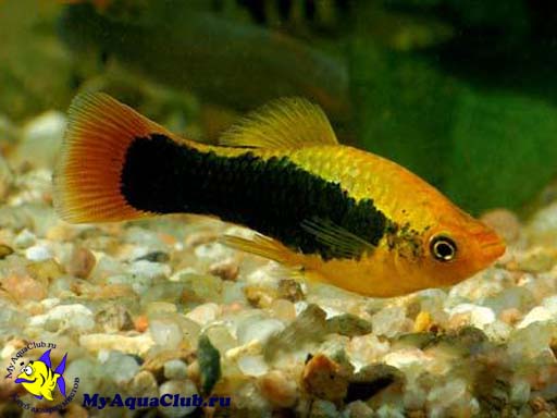 ������� ������������ (Xiphophorus variatus)