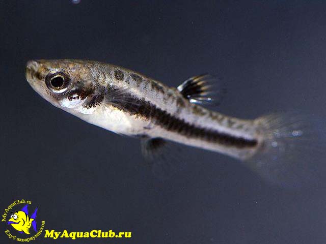 ������� (Heterandria formosa)