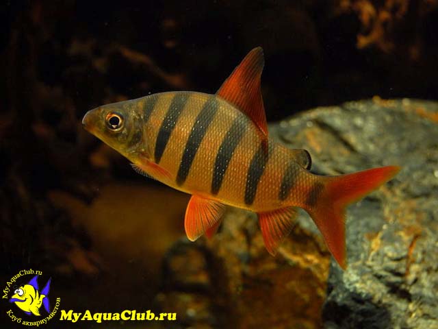 ���������� ������������ ��� ����������-����� (Distichodus sexfasciatus)