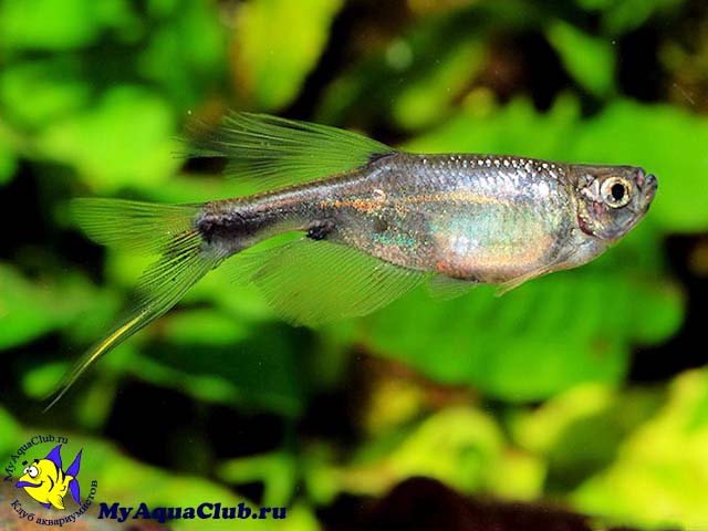 ������ (Corynopoma riisei)