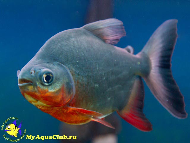 ������� ���� (Piaractus brachypomus)