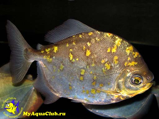 ������-���� (Myleus rubripinnis luna)